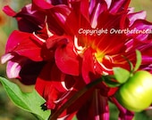 Flower Photography Dazzling Dahlias in Red Magenta and Lime Green