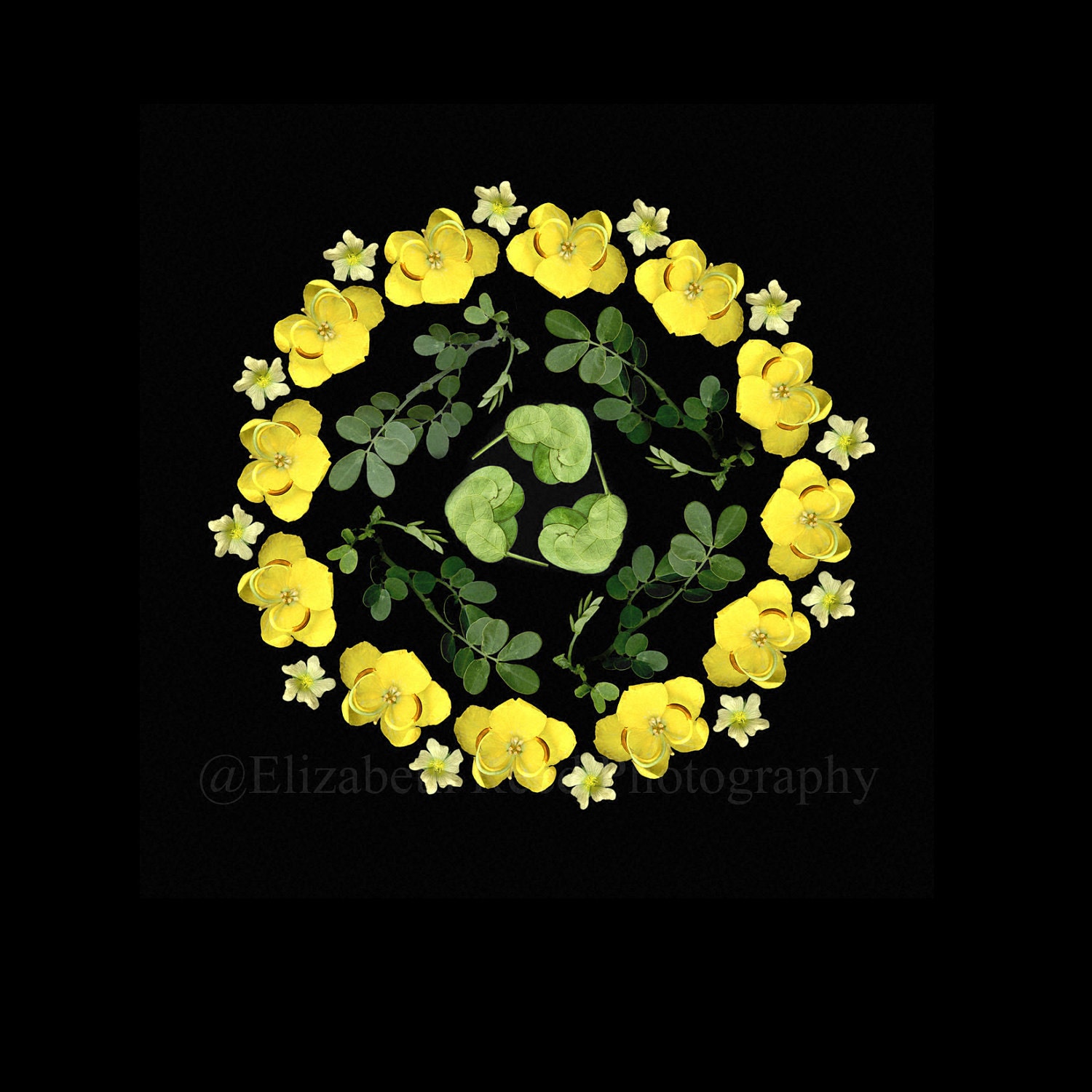 Photography still life Florida Native Plants  nature photograph gift for gardener black background
