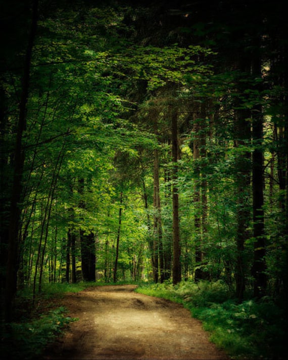 Emerald Green Woodland Decor, Forest, Oz, Green Woods, Trees Deep Green, Forest Art, Nature Photography.