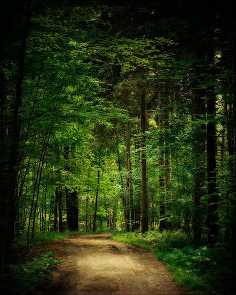 Emerald Green Woodland Decor, Forest, Oz, Green Woods, Trees Deep Green, Forest Art, Nature Photography.