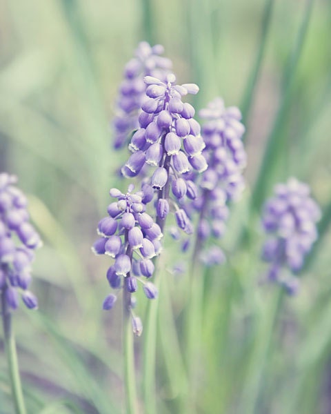 Flower Photography - Purple Art - Hyacinth - Flower Picture - Fine Art Photography - Soft Pastel Easter Art - Lilac, green - Nursery .