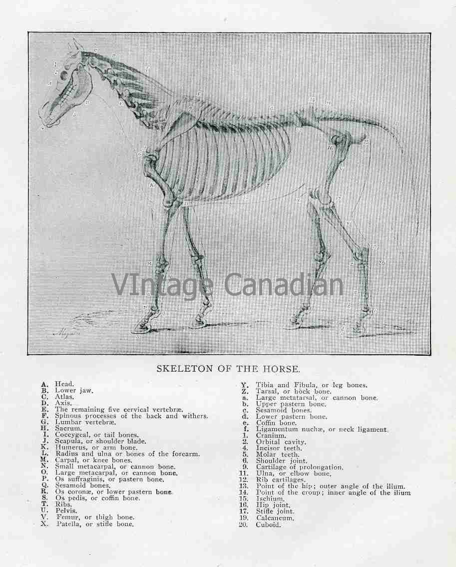 Equine Skeleton Diagram