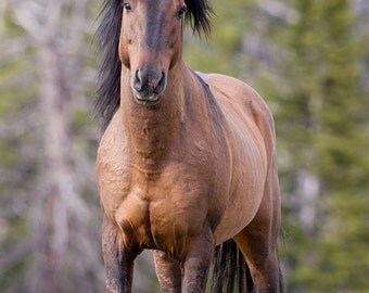 Jackson Come Close - Fine Art Wild Horse Photograph