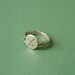 Silver crossed arrows signet ring