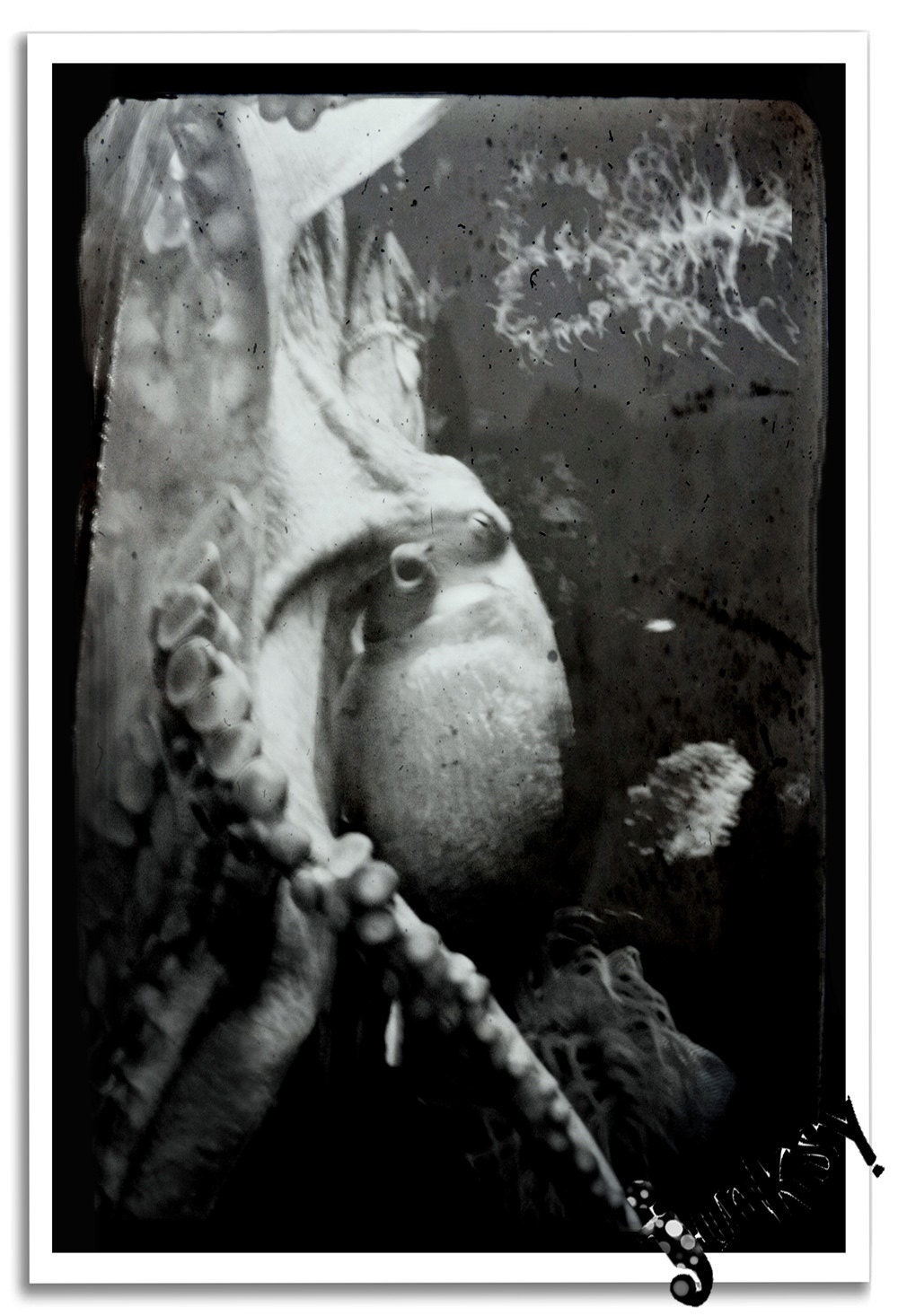 Octopus and Tentacles Black and White Photo Art Print Poster - 12x18