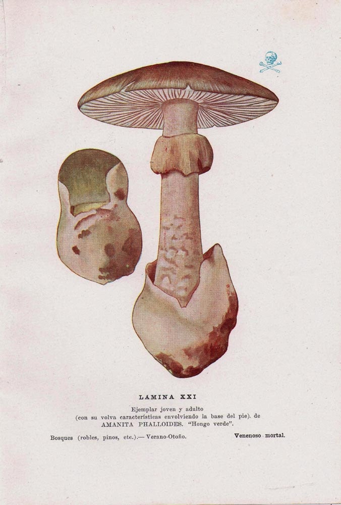 Mushrooms Vintage Print  Amanita phalloides Offset Lithograph , 1948