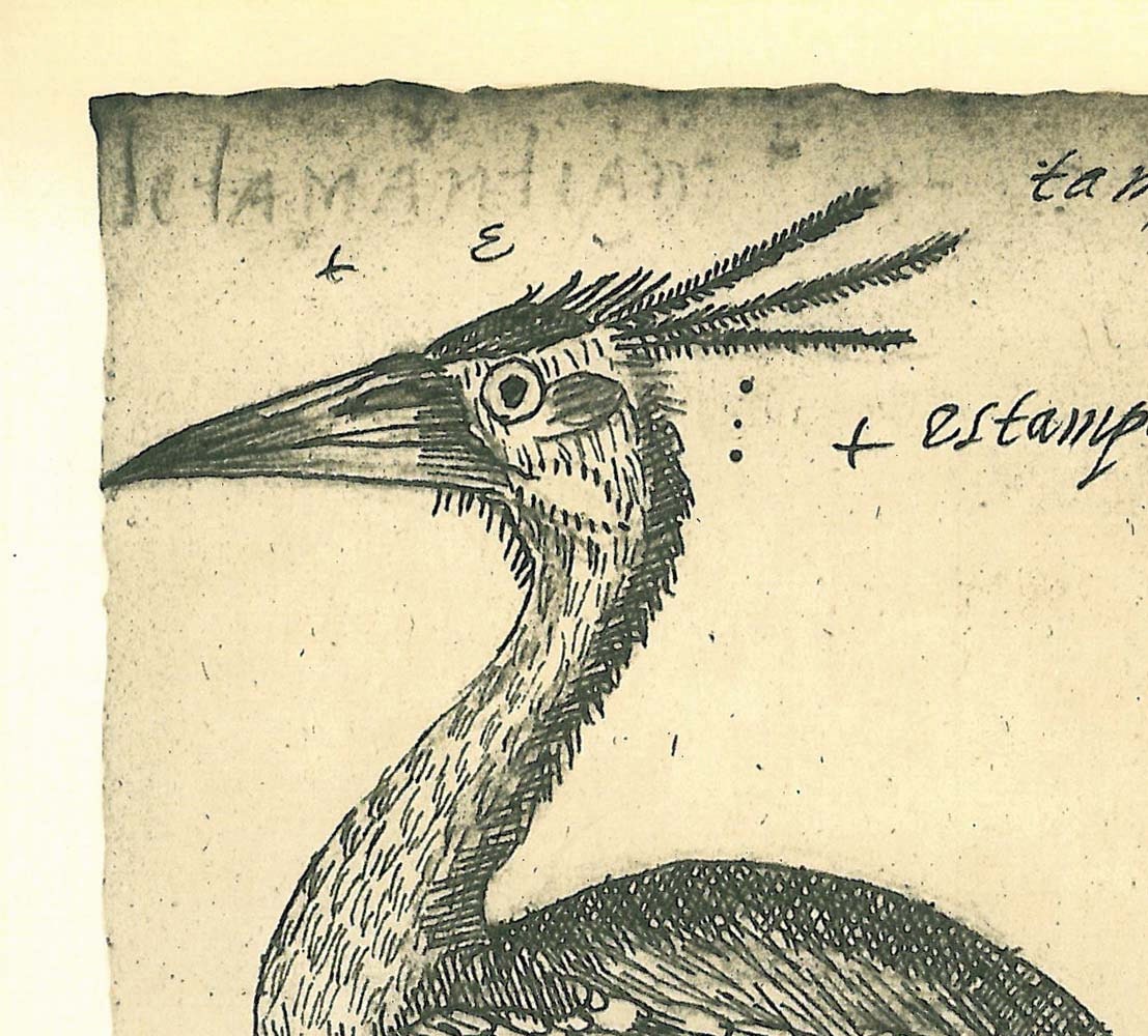 Birds Maranhao Vintage Sketch Drawing, Art Print, Brazil Yellow Crowned Night Heron