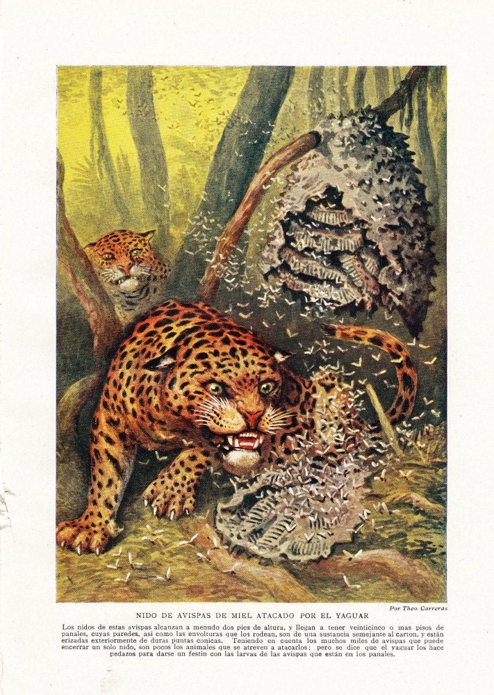 Jaguar Attacking a Wasp Nest Vintage Print 1950s Theo Carreras