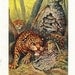 Jaguar Attacking a Wasp Nest Vintage Print 1950s Theo Carreras