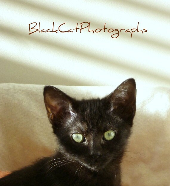 Cat Print, black kitten picture, 5x7 wall art, pet photography, curious cat photograph, cute wall art, simply adorable