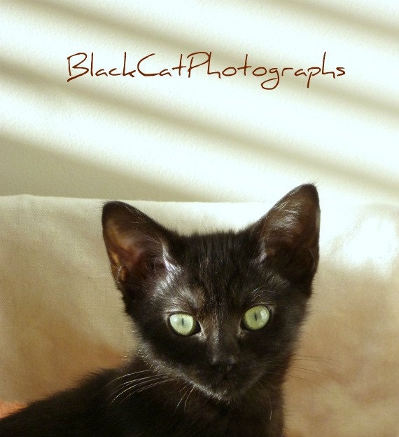 Cat Print, black kitten picture, 5x7 wall art, pet photography, curious cat photograph, cute wall art, simply adorable