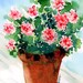 Geraniums , Pink, Clay Flower Pot, Digital Watercolor Print