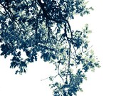 Oak Tree Print - Black and White Nature Photo - 8x8 - Minimalist Art - Fine Art Print for men