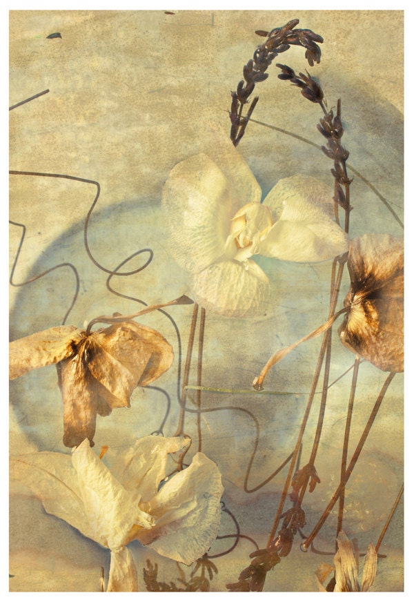 Flower Photo Botanical Art Print Fine Art Photography Print mothers day Cream Orchids 8x10 gift for her