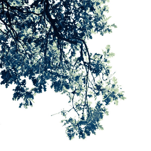 Oak Tree Print - Black and White Nature Photo - 8x8 - Minimalist Art - Fine Art Print for men