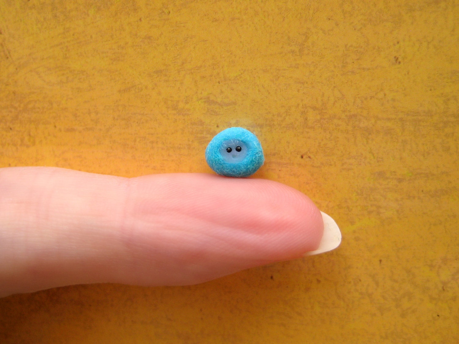 Blue Baby Pygmy Puff: Super cute and ready to be adopted