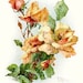 YELLOW PEACH ROSES by Catherine Klein Vintage Flowers Digital Image for Cardmaking Scrapbooking Altered Art Mixed Media
