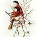 RED BIRDS on BRANCH Digital Image for Cardmaking Scrapbooking Altered Art Mixed Media