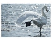 SWAN - Perfect Balance - Photo Print
