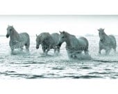 EQUINE PHOTOGRAPHY - Horses of the Camargue - STROLL - Edition Print