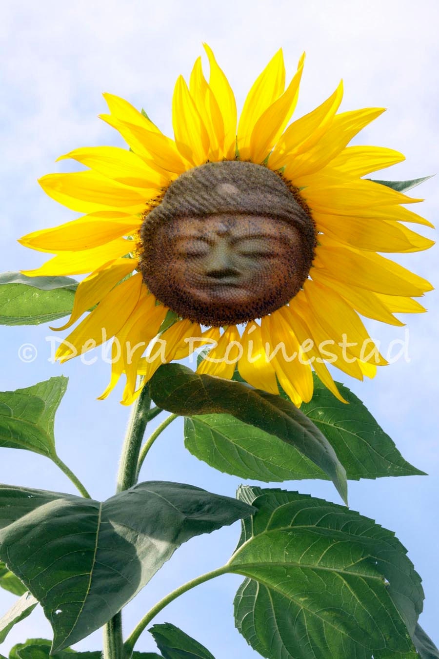 Photo Collage Nirvana by Debra Roinestad
