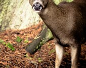 Sweet Deer in the Forest, 8 x 12 Photography