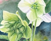 Floral Painting, Hellebore Flower, 5x7 LE Print from Original Watercolor Painting.  Flowers, Ready to Frame. Earthspalette