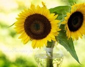 Sunflowers 10x15 Photograph on single weight matboard