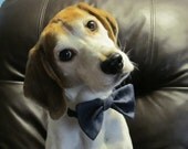 Denim Bow Tie Collar For Your Dog - Ring Bearer Wedding Accessory