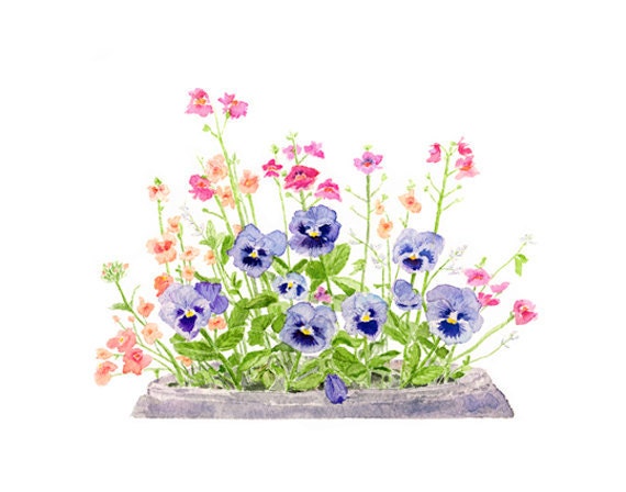 Pansies Watercolor - Spring, Summer, Garden, Purple Blue Flowers  - 8 x 10 Print of Watercolour Painting