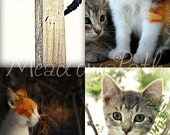 Photo Note Cards, Kitten, Cat, Baby Animal, Nursery, Cat Lover, Set of 4, 'CatTails'