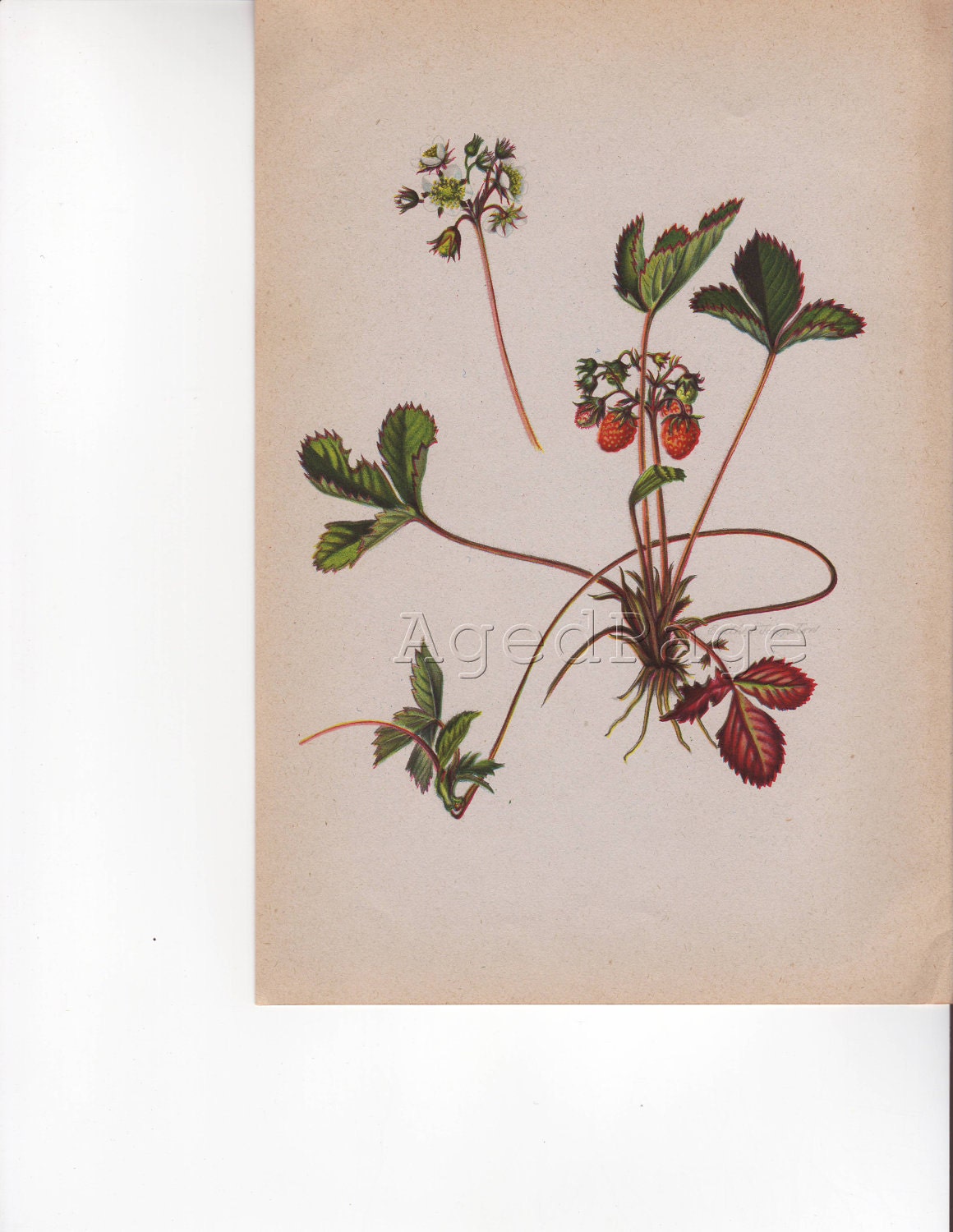 Vintage Botanical Print, Antique Book Plate Illustration to Frame, 50 to 75 Years Old, 1945 Kitchen Home Decor, Wild Strawberry