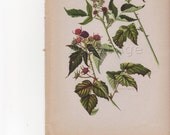 Vintage Botanical Print, Antique Book Plate Illustration to Frame, 50 to 75 Years Old, 1945 Home Decor, Blackcap Raspberry