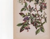 Vintage Botanical Print, Antique Book Plate Illustration to Frame, 50 to 75 Years Old, 1945 Home Decor, Highbush Blueberry
