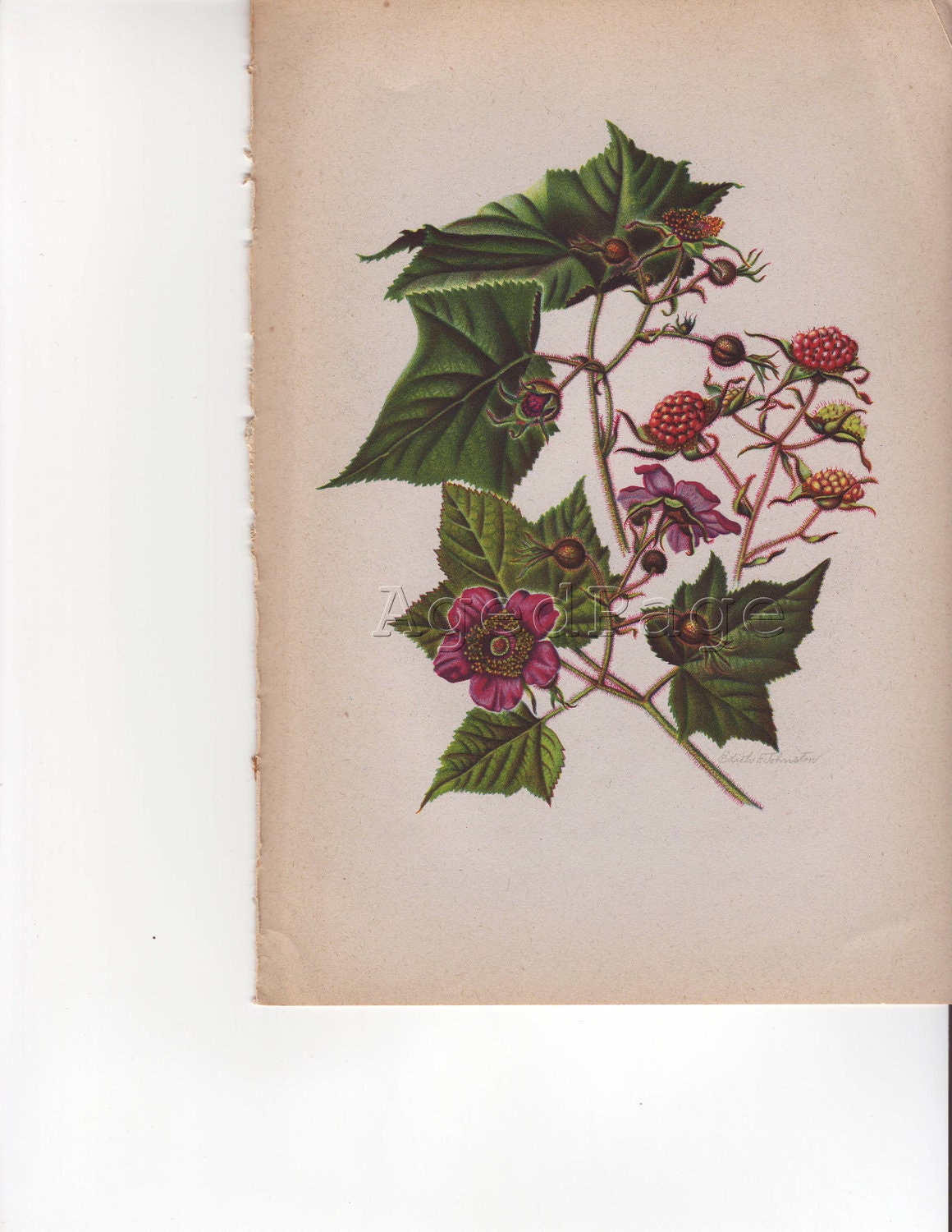 Antique Botanical Print, Book Plate Illustration to Frame, 50 to 75 Years Old, 1945 Vintage Home Decor, Flowering Raspberry