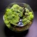 Bubble Moss Bonsai - Fantasy Terrarium