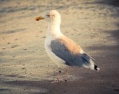 Original Art Print, Seagull Ocean Bird, Yellow Warm Beach, 8x10 or 8x12, Summer Photography