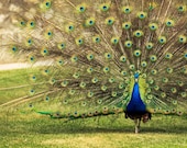 Peacock Photography, Fine Art Photography, Peafowl Showing off Feathers print canvas or photo paper 8x12 or 8x10, under 30, under 25