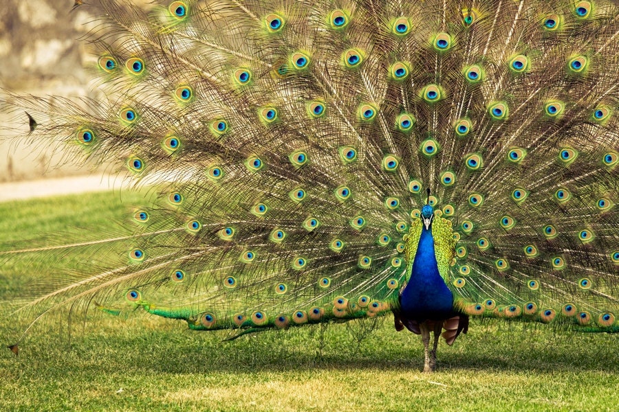 Peacock Photography, Fine Art Photography, Peafowl Showing off Feathers print canvas or photo paper 8x12 or 8x10, under 30, under 25