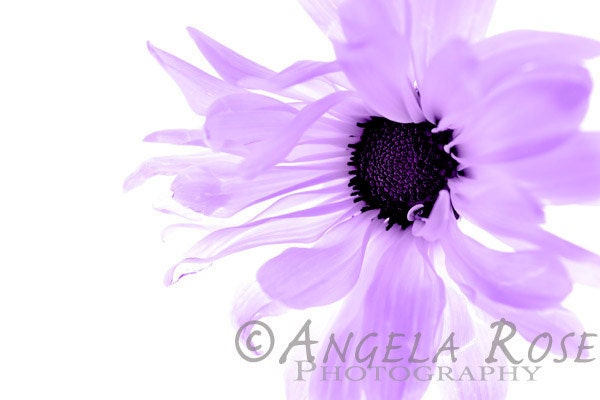 Purple Flower, Daisy, Fine Art Print, Floral Decor, Botanical, Floral Nursery Art, Girl Room, Pastel, Minimalist, Modern, 8x12 - AngelaRosePhoto