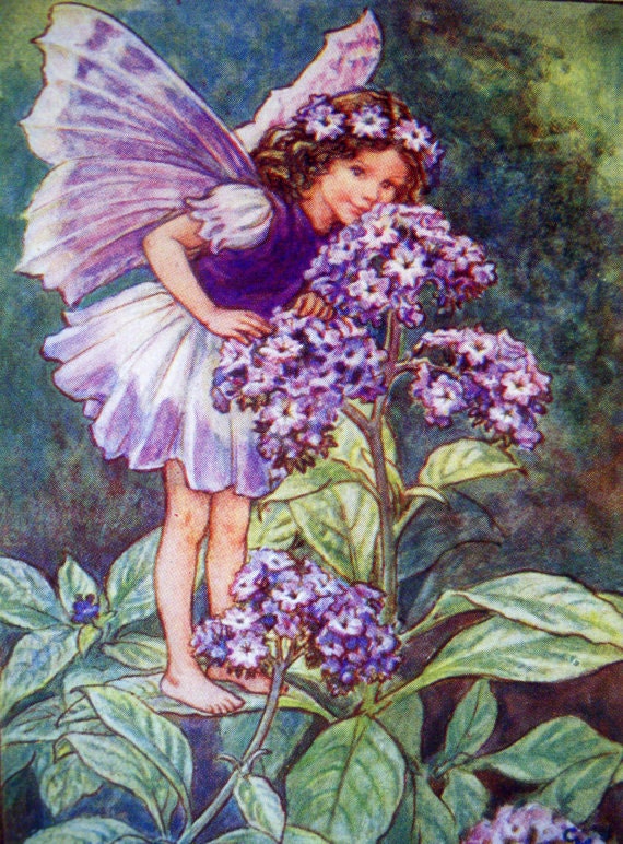 1930s The Heliotrope FAIRY CICELY Mary BARKER Ideal for Framing