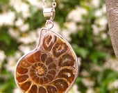 Natural Sliced Ammonite Pendant - Silver