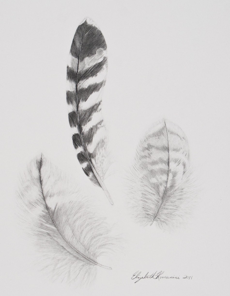 Hawk Feathers Original Pencil Drawing