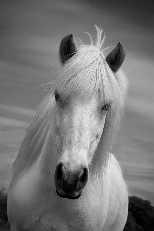 Horse photo, black and white, colour, color, fine art photo print, animal photo, 'icelandic horse' 18x12