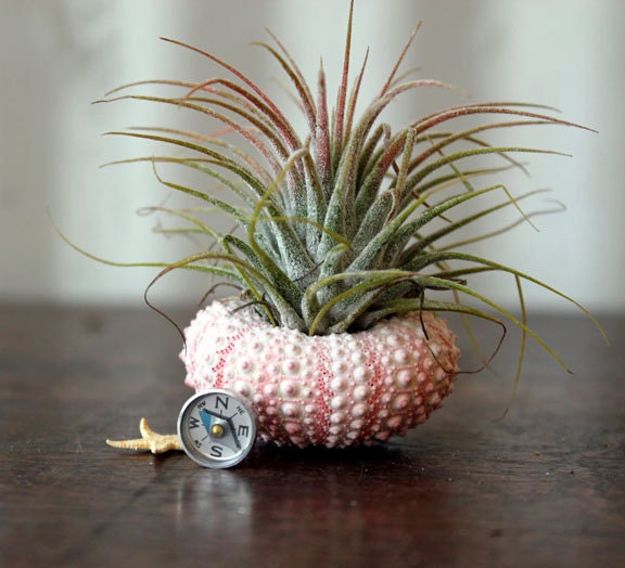 GRADUATION // air plant  journey  garden
