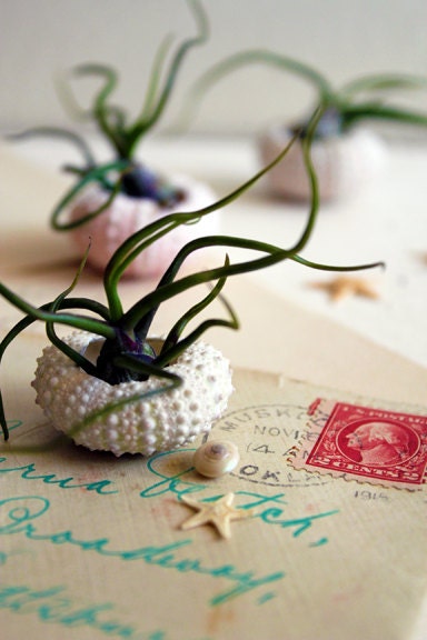 miniature medusa // air plant garden