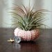 GRADUATION // air plant  journey  garden