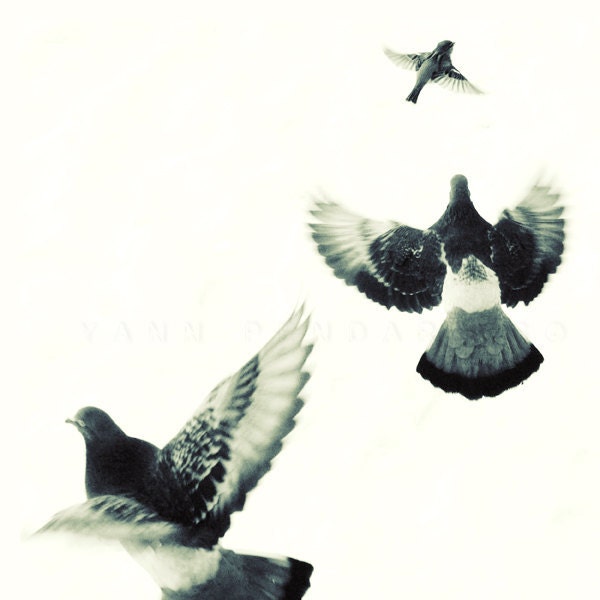 Black and white photography, Winter art, Black and white art, Bird print, Animals art,  Birds Flying, Print 6x6 (15x15cm) - PhotographyDream