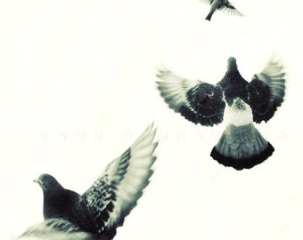 Black and white photography, Winter art, Black and white art, Bird print, Animals art,  Birds Flying, Print 6x6 (15x15cm)