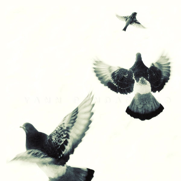 Black and white photography, Winter art, Black and white art, Bird print, Animals art, Birds Flying, Print 6x6 (15x15cm)
